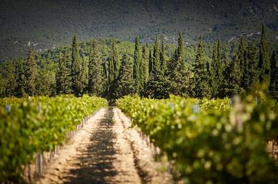 Vineyard