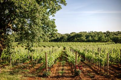 Vineyard
