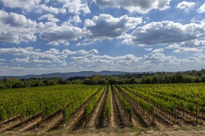 Vineyard