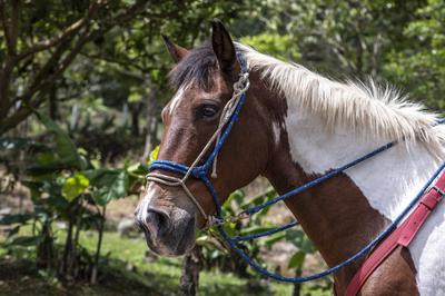 Horseback Riding