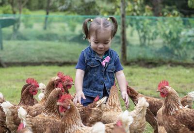 Chickens