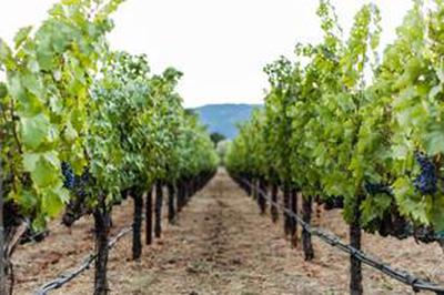 Napa Valley Wine
