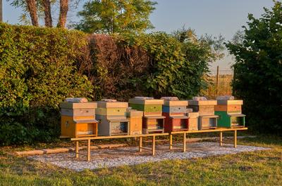 Beehive