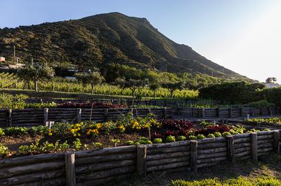 Vineyards