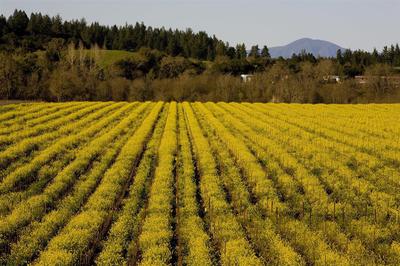 Vineyard