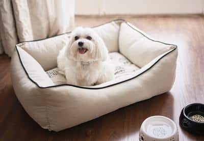 Pet Friendly