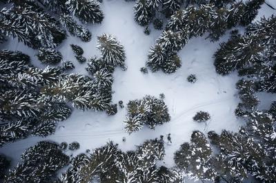 Forest View