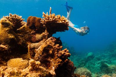 Diving
