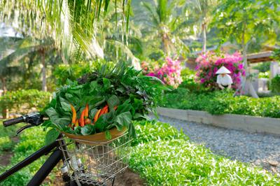 Organic Garden