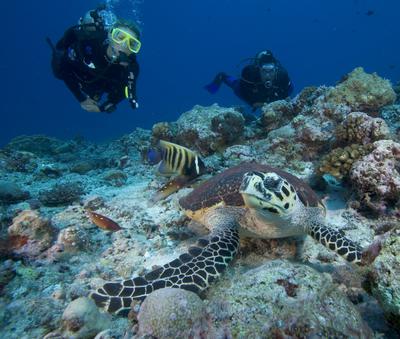 Scuba Diving