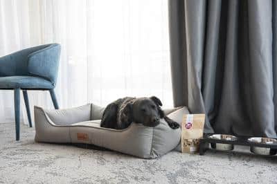 Pet Friendly