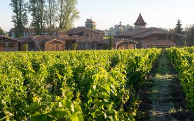 Vineyard