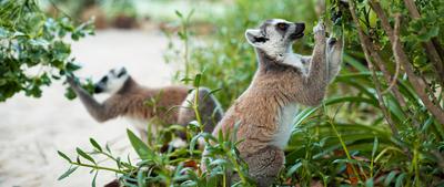Lemurs