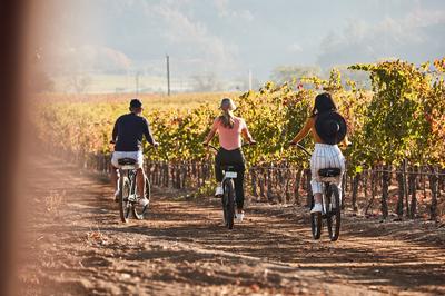Vineyard