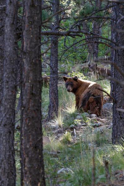 Bear in Forest