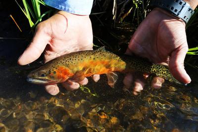 Rio Grande Cutthroat