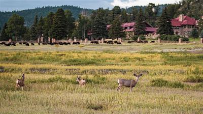 HQ Deer Bison