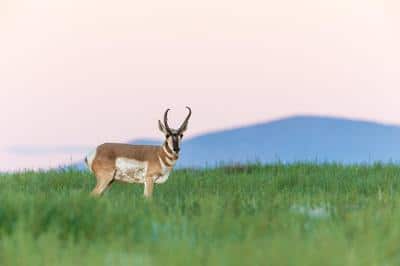 pronghorn antelope