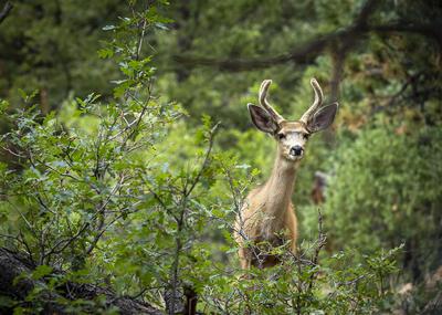 Little Buck DM
