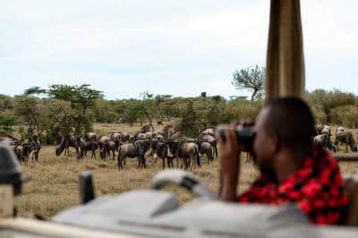 Game Drive