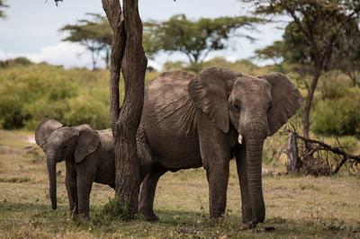Wildlife