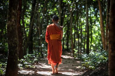 Forest Walk & Meditation