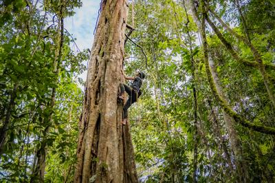 Canopy Tree Climbing