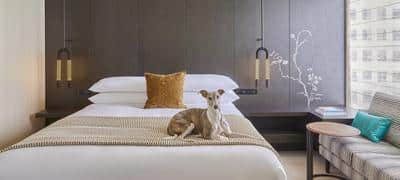 Guest room amenity
