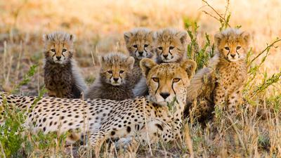 Cheetahs