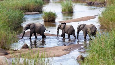 Elephants