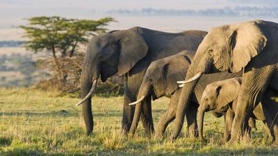 Elephants