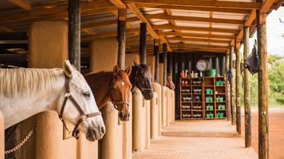 Horse Riding