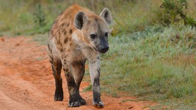 Hyena