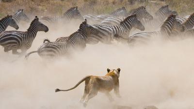 Lion and Zebra