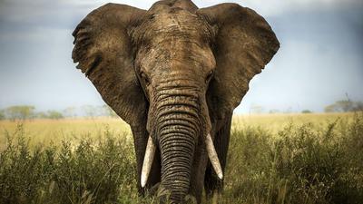Elephant