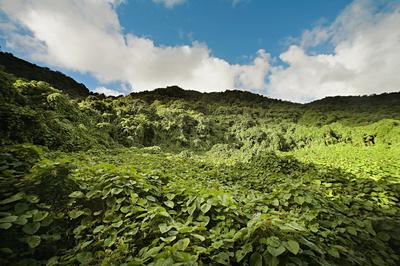 Rain Forest