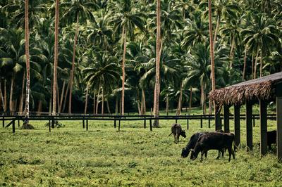 Farm