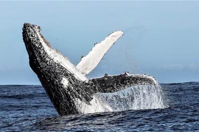 Whale watching