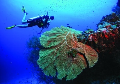 Diving