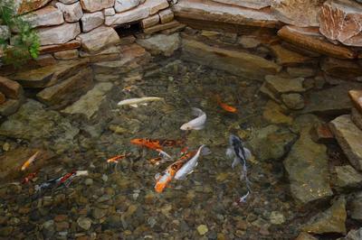 Water Garden