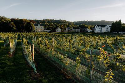 Vineyard
