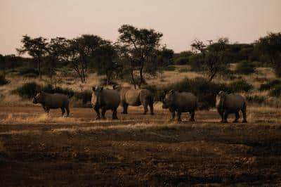 Safari