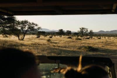 Safari