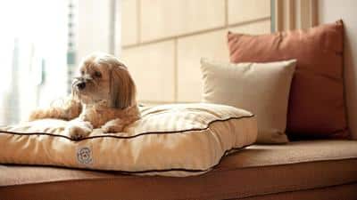 Pet Friendly