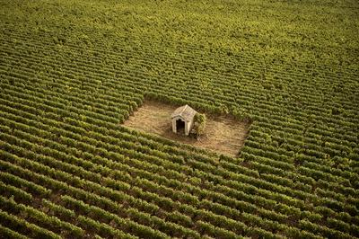 Vineyards