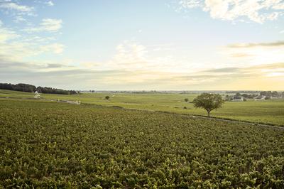 Puligny Vineyards