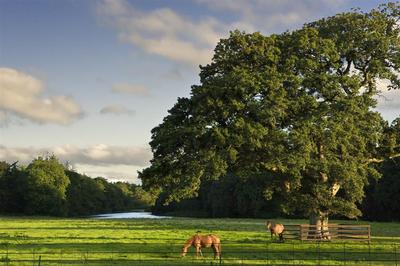 Horses Tree Lake
