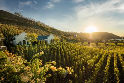 Vineyard Cottage