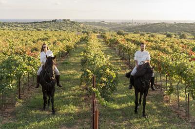 Vineyards Tour