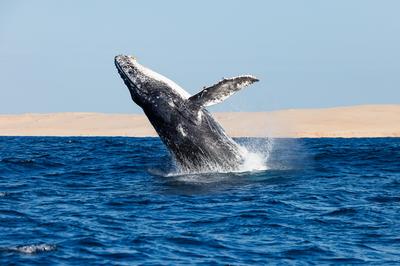 Wildlife